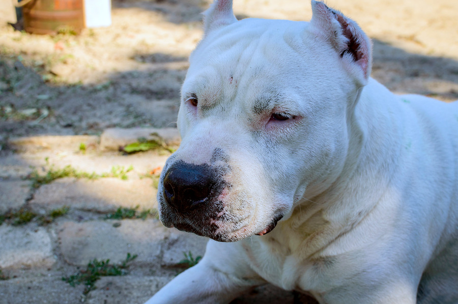 Perro pitbull Perro pitbull